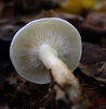 Hygrophorus eburneus 